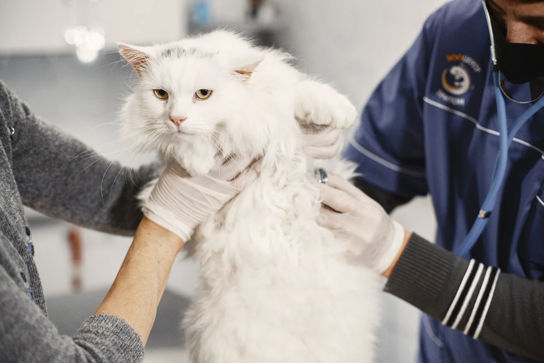 Building Veterinary SaaS That Clinics Will Actually Use