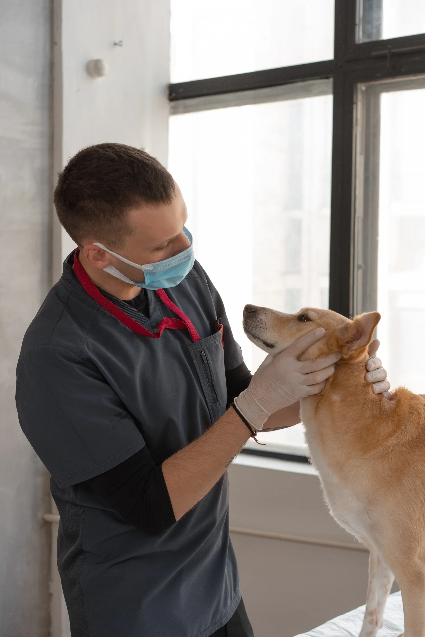 The U.S. Companion Animal Health Market: An Innovation Map for Founders and Investors