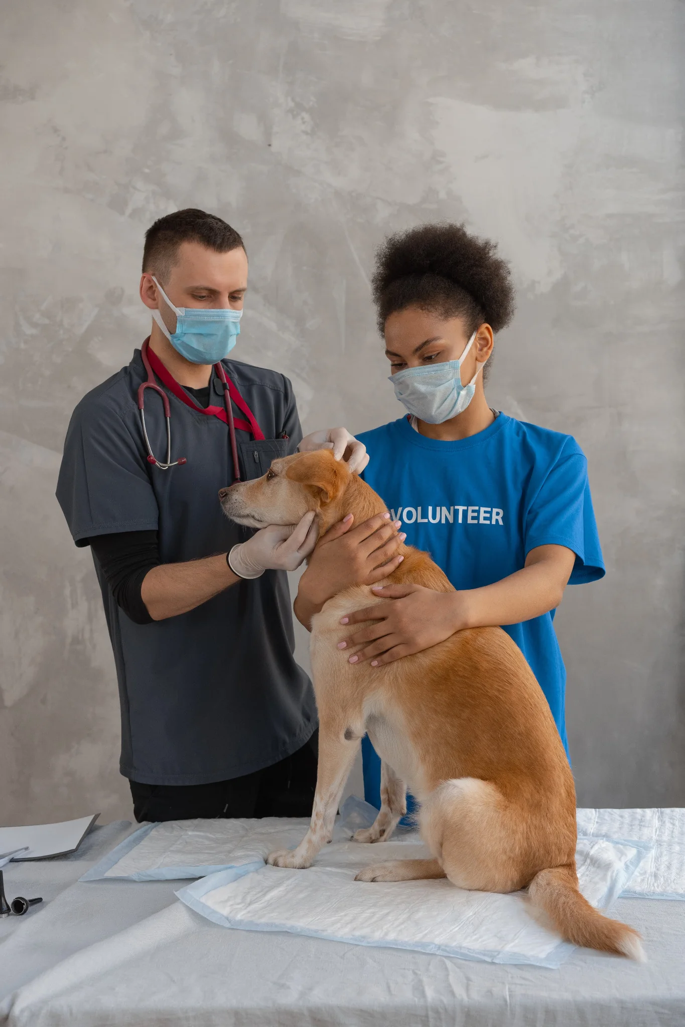 Pet Wearables and Remote Monitoring: From Activity Data to Clinical Signals